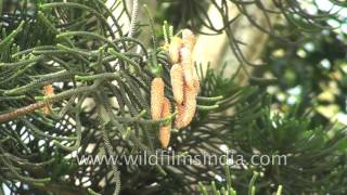 Araucaria columnaris or Cook pine tree [upl. by Janette384]