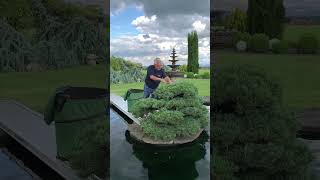 Niwaki Time  Once a year the bonsai are bigger than normal… [upl. by Gram]