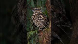 Nightjars are nocturnal birds known for their camo amazon birds amazonwildlife amazonapparel [upl. by Anitsud]