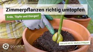 Zimmerpflanzen richtig umtopfen mit Tipps zu Pflanztöpfen Dünger und Erde  gardify Tipps [upl. by Maye]