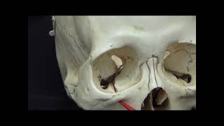 머리뼈35 Trigeminal nerve의 maxillary division 1 [upl. by Euqinomad]