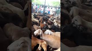 akki rampura sheep and goats market  eachnur kannada channel [upl. by Eisyak]