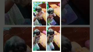 Low price Lhasa apso puppy sell viralvideotrindingshorts alldoglovers like comment and subscribe [upl. by Champagne]