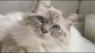 Lovely Birman Cat Charlie Meow Compilation  Бирманская кошка [upl. by Frederic966]