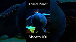 Animal Planet 101 Shorts AnimalPlanet [upl. by Aikemet]