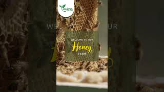 Our Finest Panjeeri SafarJal Nuts Honey amp Talbina Delights [upl. by Pincas541]