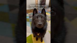 🥰🦇 schipperke шипперке дрессировка дрессировкасобак [upl. by Sherill]