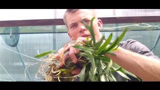 How to grow Cryptocoryne Spiralis Crypt Spiralis is an Easy beginner Crypt [upl. by Enyawd118]