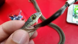 Why boomslang snake venom makes you bleed from your eyes [upl. by Cinom]