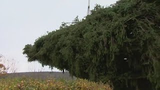 Rockefeller xmas tree on its way to New York City [upl. by Aon]