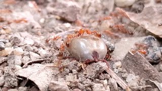 Fire Ants Attack Ticks [upl. by Aitra]