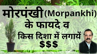 वास्तु शास्त्र में मोरपंखी पौधे के फायदे  Benefits of Morpankhi plant in Vastu Shastra Ummed Dugar [upl. by Trahurn]