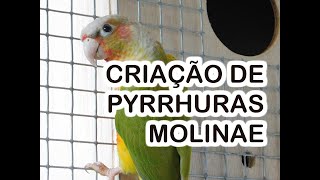 CRIAÇÃO DE PYRRHURAS MOLINAE  PlaceOfBirds [upl. by Adorl]