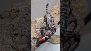 scorpions and rhinoceros beetles  Tropical Forest Bees scorpion rhinocerosbeetle [upl. by Bourque]