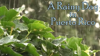 Relaxing Rain Sounds for Sleeping  Raining in Puerto Rico with Coqui Frogs [upl. by Woodie455]