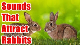 Sounds That Attract Rabbit [upl. by Rozele]