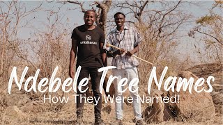 How Trees Were Named in Ndebele Culture🇿🇼 [upl. by Anniken]