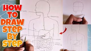 how to Draw Human Digestive System step by step Labelled Diagram [upl. by Bakemeier844]