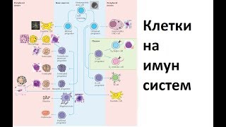 Клетки на имун систем  Имунологија [upl. by Ball466]