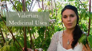 Medicinal Uses of Valerian Valeriana officinalis [upl. by Stoffel]