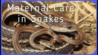 Do Snakes Care For Their Babies [upl. by Abdu395]