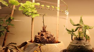 Dioscorea elephantipes vine timelapse [upl. by Armstrong]