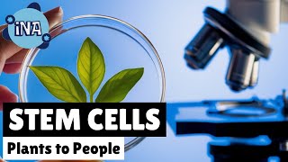 Incredible Stem Cells Plants to People [upl. by Amre]