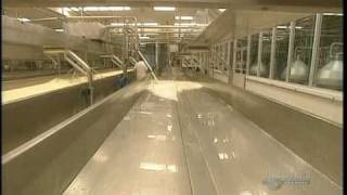 How Its Made Mozzarella cheese [upl. by Sadie]