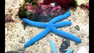 アオヒトデ Blue linckiaBlue sea star Linckia laevigata [upl. by Melgar357]