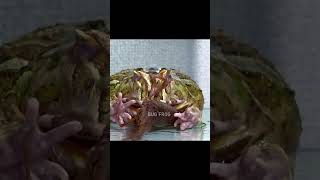 frogs love lobsters Pacman frog  African bullfrog【LIVE FEEDING】 [upl. by Nac]