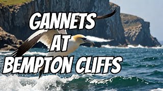 Gannets at Bempton Cliffs [upl. by Nauqit]