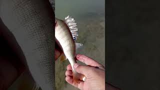 Hayırlı cumalar 😎 balıkavı bigfish fishing perch perchfishing jigfishing bassfishing pike [upl. by Faith]