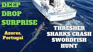 Thresher Shark Fishing and Release in the Azores [upl. by Kern]