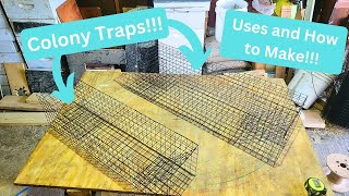 Muskrat Colony Traps  Uses and Making  In The Fur Shed [upl. by Zetnwahs]