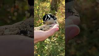 Watch a Downy Woodpecker Enjoy Some Bird Seed longisland birding woodpecker wildliferefuge [upl. by Anilasor]