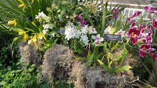 Orchids in Moss Hanging Baskets 2024 Chicago Botanic Garden Orchid Show February  March 2024 [upl. by Falk]