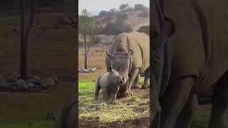 Can You Handle the Funniest Bison Moments of 2024shorts viralvideo funnyanimals foryou [upl. by Syck]