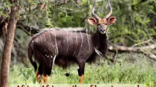 Africa Song for Kids  Meet African Animals [upl. by Aliber96]