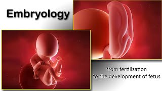 Embryology animation fertilization to development of the nervous system everything in one place [upl. by Soni]