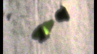 Moth Trapping Malaysia with family and friends April 2012wmv [upl. by Marquez]