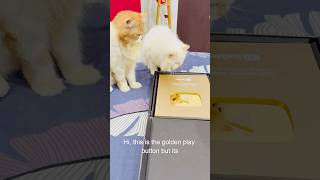 Billu ka golden play button👌🏻 catcomedy comedy billucat sajidcat cat catworld catlaughs [upl. by Eibbil]