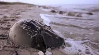 Counting horseshoe crabs in Delaware [upl. by Dow]