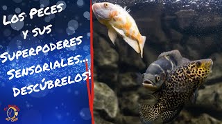 Cómo los Peces Usan sus Sentidos para Sobrevivir [upl. by Anav]