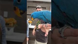 This Eclectus Parrot is BLUE Natural Color Mutation [upl. by Jaquiss]