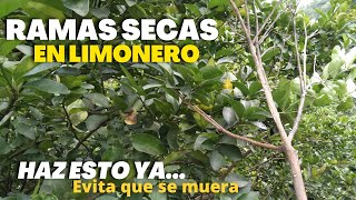 Si ves Ramas Secas en tu Limonero ⚡PELIGRO⚡ Haz esto y EVITA que se MUERA tu Planta de Limón [upl. by Eniamor]