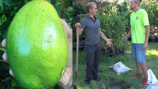 The Perfect Soil for Planting an Avocado Tree  Amazing [upl. by Maze]