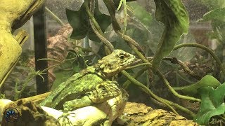 Meet Our BRAND NEW Lizard Species the Collared Tree Runner Lizard [upl. by Shelli]