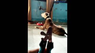 Aggressive Rottweiler Vs My Aggressive Pitbull 🥵🥵 [upl. by Tiffy]