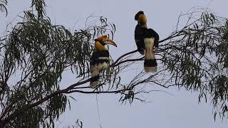 Great Indian Hornbill Courtship  Love is in air [upl. by Orme779]