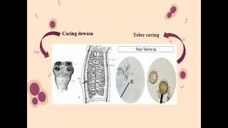 Parasit Cestoda taenia saginata dan taenia solium [upl. by Dahlstrom783]